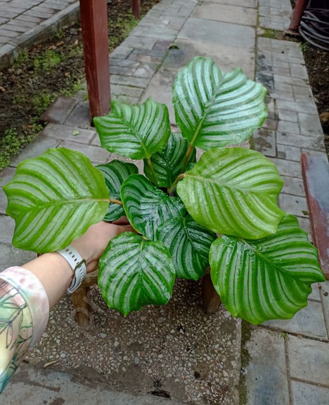 Калатея Орбифолия