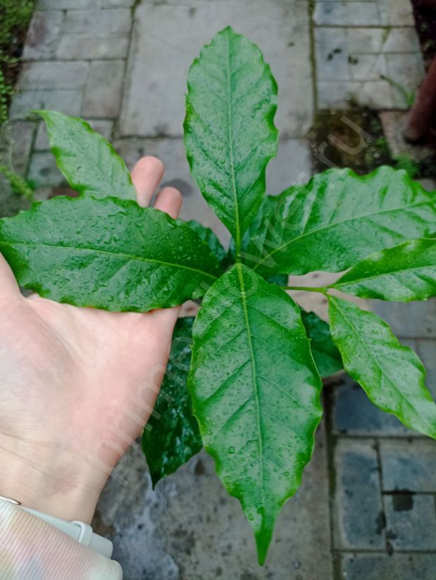 Кофе арабика