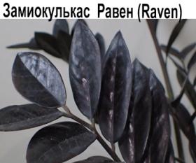 Замиокулькас Raven