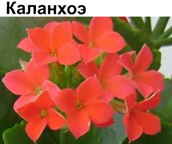 Каланхоэ Блоссфельда