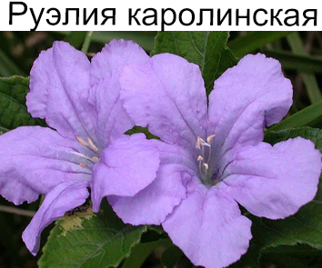 Руэлия Каролинская