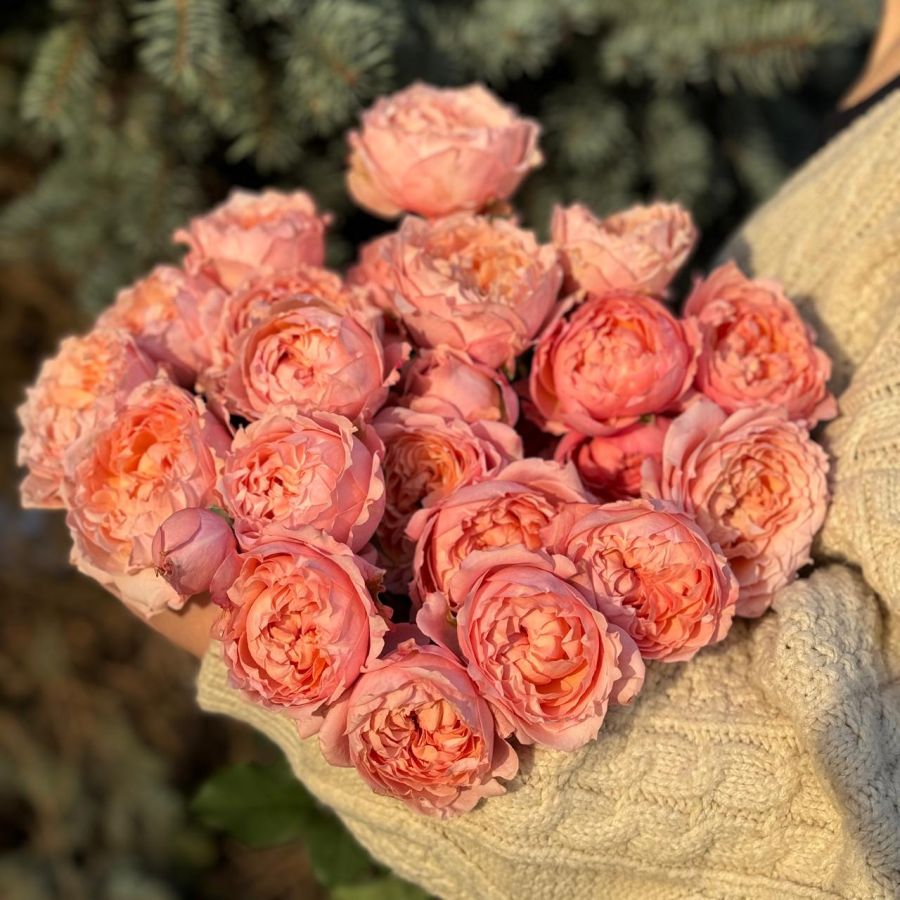 Букет из розовых кустовых пионовидных роз