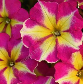 Петуния AlpeTunia Magenta Yellow Star