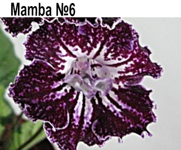 Mamba № 6