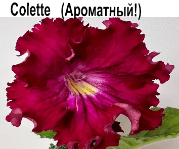 Colette   (Ароматный!)