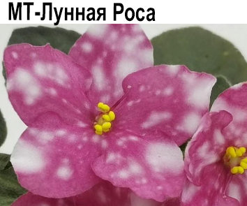 МТ-Лунная Роса (Тотиева)  НОВИНКА 23г