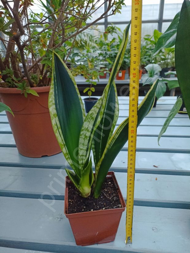 Сансевиерия Лауренти