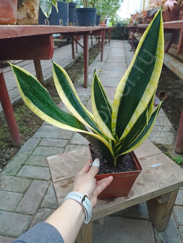 Сансевиерия Голден Блэк (Gold Black)