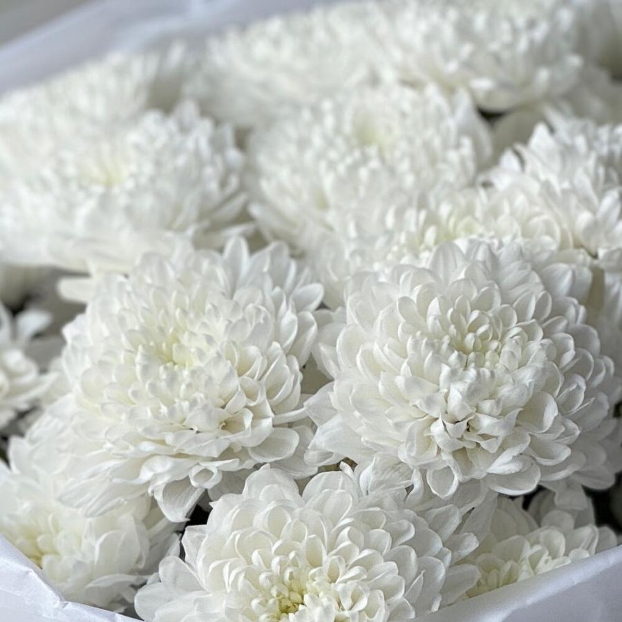 Хризантемы кустовые 5 белоснежные