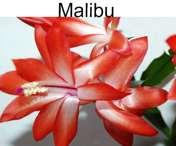 Шлюмбергера Malibu