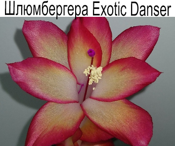 Шлюмбергера Exotic Dancer