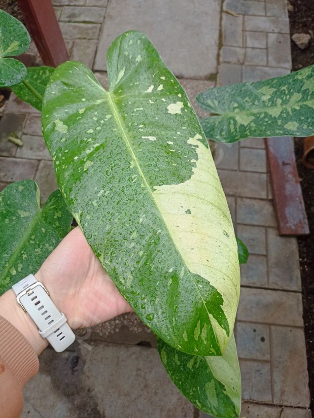 Филодендрон Хосе Буоно