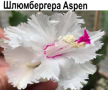 Шлюмбергера Aspen  НОВИНКА