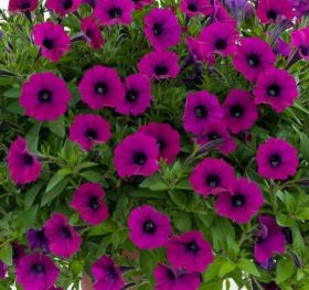 ПЕТУНИЯ LITTLETUNIA SHIRAZ