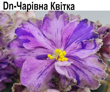 Dn-Чаривна Квитка